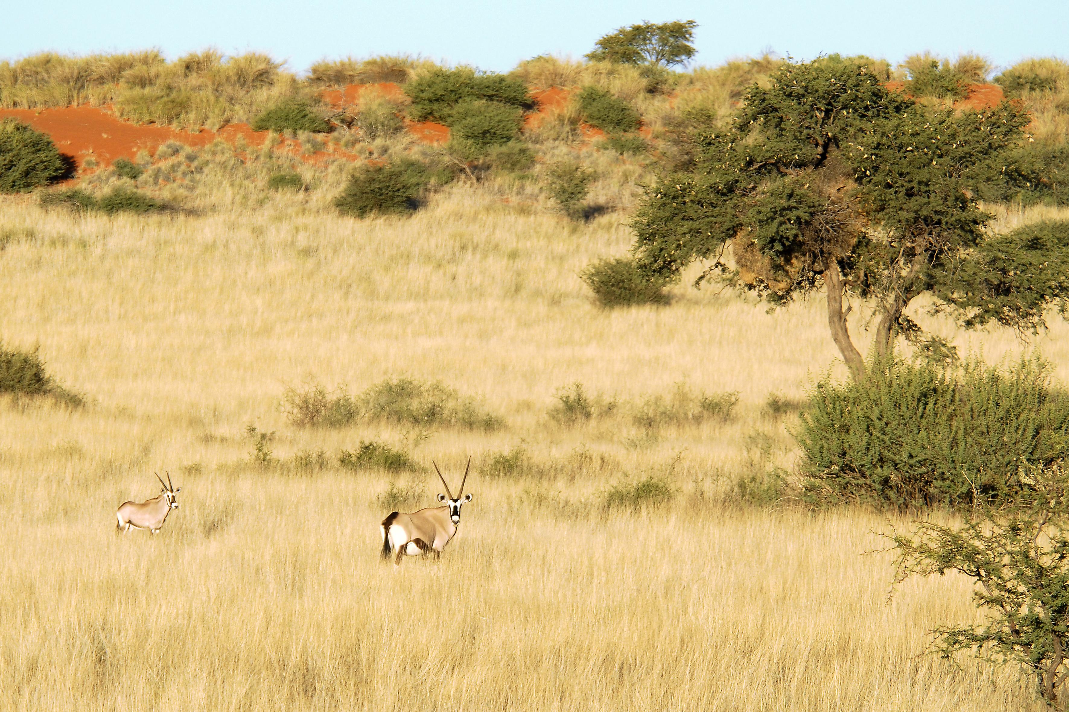 Kalahari Anib Lodge Intu Afrika Kalahari Game Reserve Extérieur photo